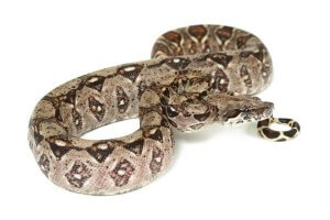 Boa c. imperator, Crawl Cay
